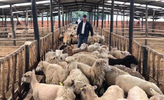 Desatienden las alegaciones de médicos y veterinarios al plan de control de Fiebre Q