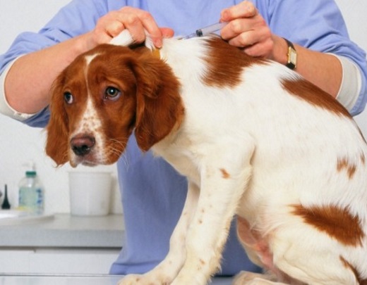 El IVA veterinario, una cuestión de salud pública