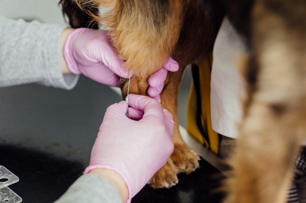 El Colegio de Veterinarios de Alicante recuerda la importancia de prevenir los riesgos biológicos y químicos en los centros veterinarios