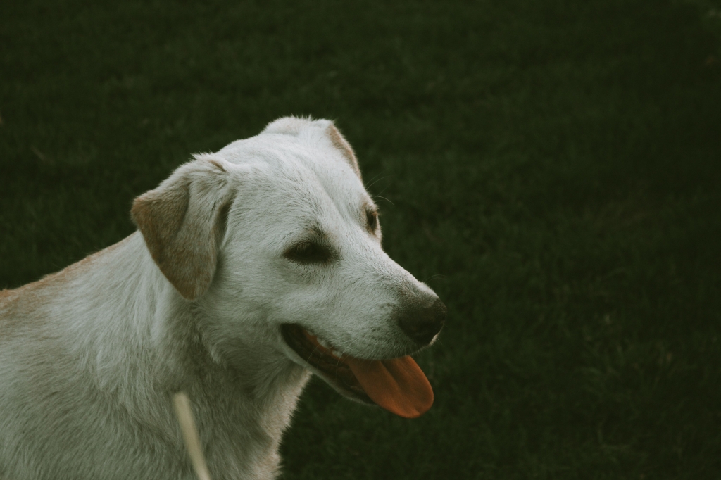 La ciencia desmonta el mito de que un año de perro equivale a siete años humanos 