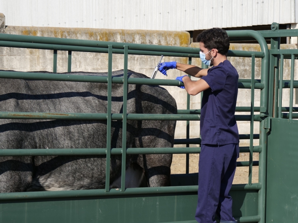 La OCV coincide con el CVCV en el rechazo a los nuevos proyectos de facultades de Veterinaria como la de Ontinyent