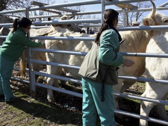 España lidera el uso de antimicrobianos