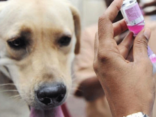 Agricultura aprueba la ansiada Red de Vigilancia Epizootiológica para mascotas