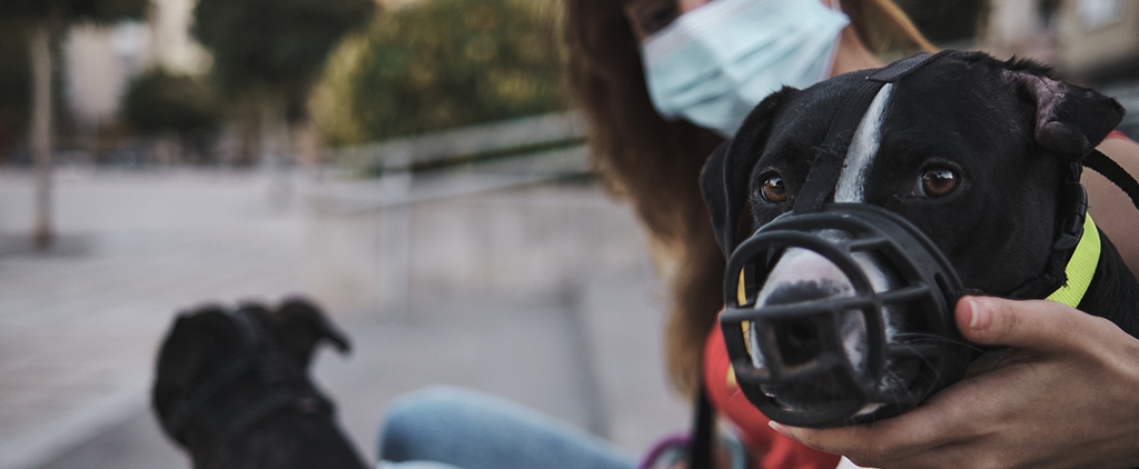 Animales potencialmente peligrosos