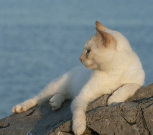 Cuidados especiales del gato en verano