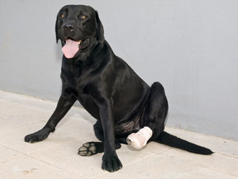 Primeros auxilios para mascotas