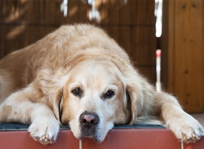 El animal geriátrico