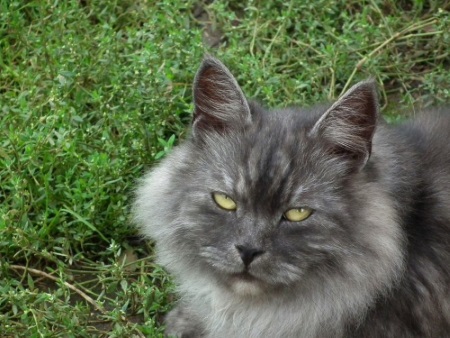 El gato envejece