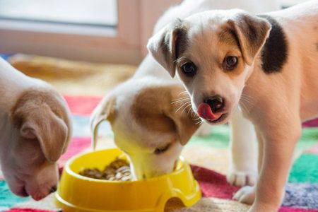 ¿Alimento seco o húmedo?