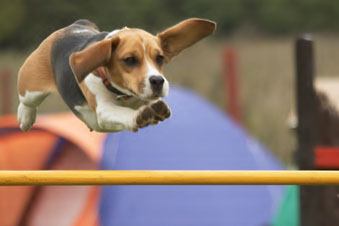 Educación del cachorro