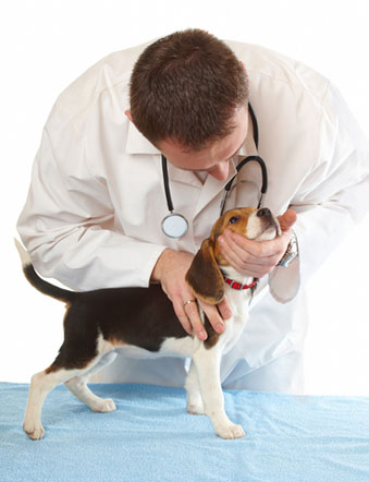 Su primera visita al veterinario