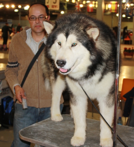 ¿Por qué mi perro huele mal?